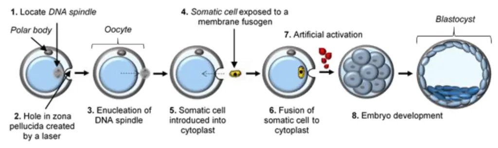 O diagramă care ilustrează procesul tehnicilor de cercetare a celulelor stem, precum transferul nuclear de celule somatice, crearea de iPSC-uri și utilizarea ESC-urilor