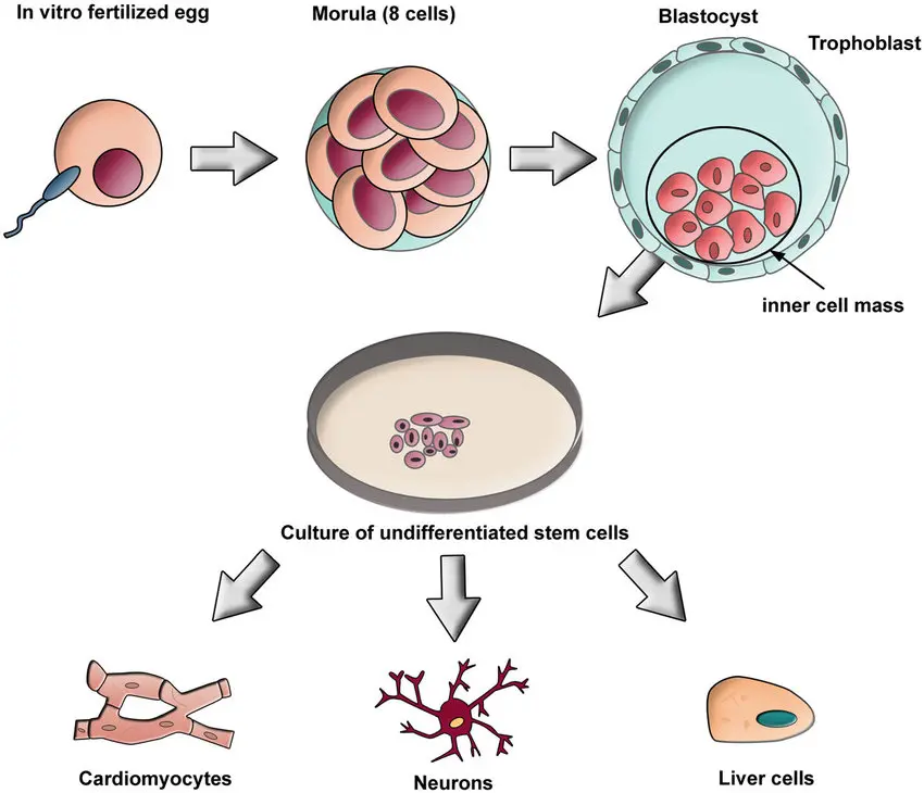 O diagramă care arată procesul prin care celulele stem embrionare se dezvoltă în diferite tipuri de celule
