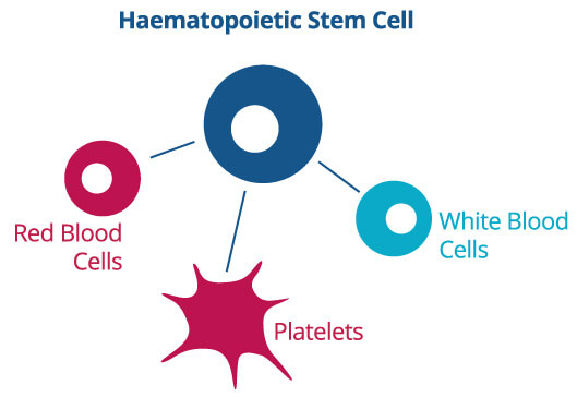 Schemă a celulelor stem hematopoietice care se diferențiază în tipuri de celule sanguine