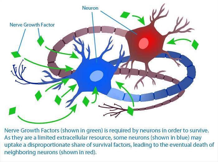 Neurotrofinele NGF și BDNF susțin creșterea și supraviețuirea neuronilor